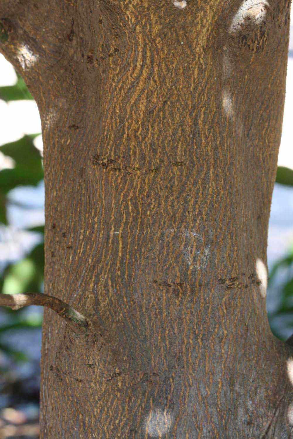            Bark (Riverside, CA)   